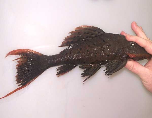 L095 Pellegrini Orange Cheek Pleco - 3-4 inches